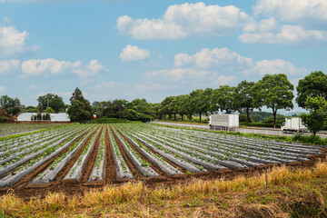 Fototapeta na wymiar 畑が広がるよくある日本の田舎の風景