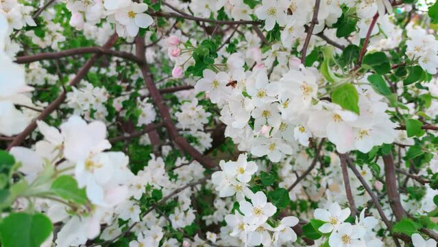 Spring apple tree in bloom with bees around