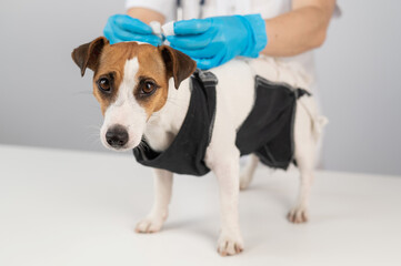 A doctor puts a blanket on a Jack Russell Terrier dog after a surgical operation.