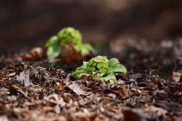 顔を出したふきのとう