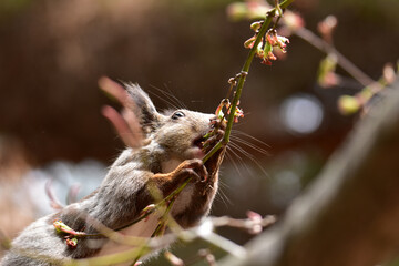Fototapeta premium 新芽にかぶりつくエゾリス アップ