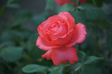 pink rose in garden