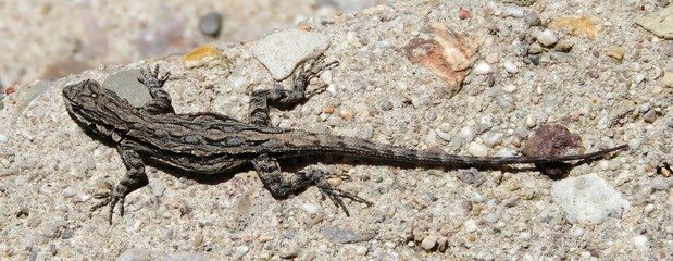 close up of  an ornate tree lizard resting on a trail along the scenic catalina highway highway...