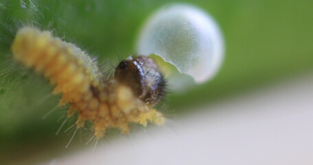A small yellow larva of butterfly on the leaf daytime super closeup