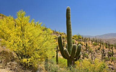 brilliant flowering palo verde and saguaro cacti on a sunny spring day in the foothills  along the...