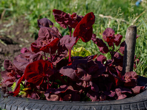 Red orache or mountain spinach leaves growing in garden in reuse tire flower bed. Background with atriplex hortensis red leaves. Purple loboda or lebeda, Finnish quinoa. Side view close up
