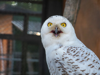 Fototapeta premium owl bird