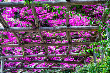 Bouganville pink flowers on the top of a alley