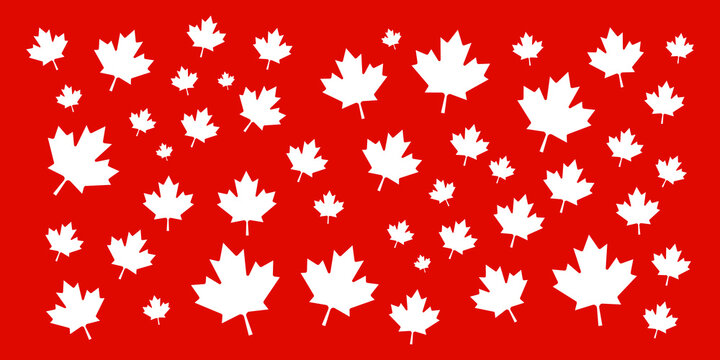 Canada Day maple leaves background. Pattern white leaves for Canada Day 1st July.