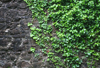Ivy texture on the background of a black vintage stone wall. Ivy wallpaper. Black stone wall. Green plant texture. Green leaves background.