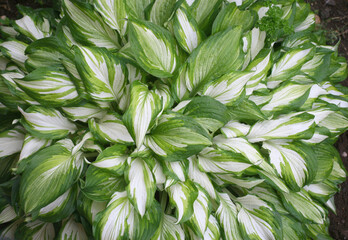 Hosta (Funkia, plantain lilies) in the garden. Close-up green and white  leaves.