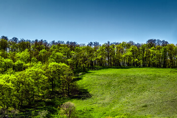 The trees were covered with green leaves in the summer.