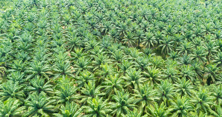 Aerial of fresh green palm oil tree plantation farm forest shot in the spring with a drone from the air on blue sky cloud.Bio diesel plant growth in Indonesia, Malaysia, Thailand.Landscape power plant