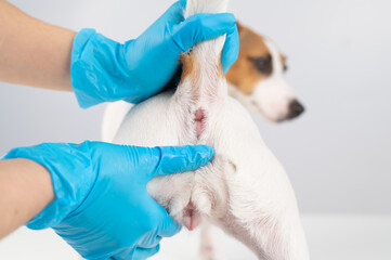 Veterinarian doing a rectal examination to a jack russell terrier dog. 