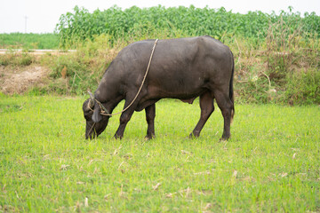Fototapeta premium buffalo stained in the green grass fields, 
