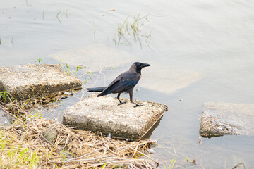 Black crow, Corvus corone, common crow

