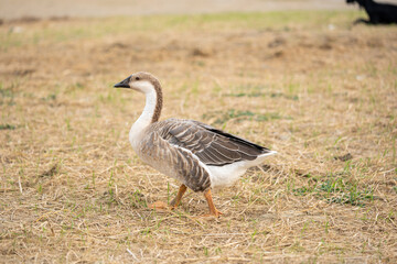 Obraz na płótnie Canvas Goose standing on grass