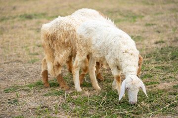 Cute sheep over a dry grass field, farm animal
