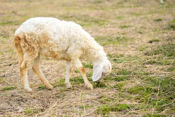 Cute sheep over a dry grass field, farm animal
