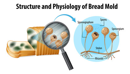 structure and physiology of bread mold © GraphicsRF