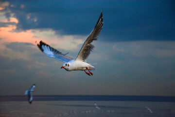 seagull in flight