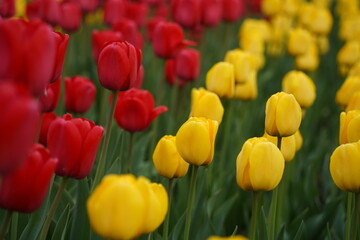 Tulips planted in the city park.