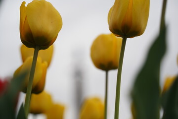 Obraz premium Tulips planted in the city park.