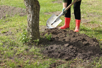 the trunk of an old apple tree that is being dug around, a gardener with a shovel. garden care work