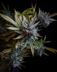 Fresh cannabis flowers and buds on marijuana plant