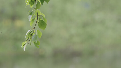 fresh birch leaves on branches closeup