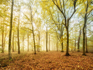 Fototapeta na wymiar Natural Forest of Beech and Hornbeam Trees with Fog in Early Autumn 