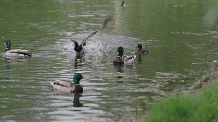 ducks swimming in a pond, tufted duck chasing another bird