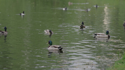 ducks swimming in a pond, tufted duck chasing another bird