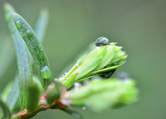 Naklejka premium 杉の若葉と水滴