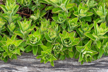 Dotted loosestrife (Lysimachia punctata). Young shoots.