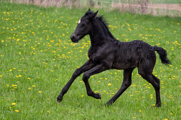 Black foal gallops across the meadow. Warlander, cross between Friesian and Andulusian horse.