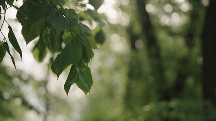 linden leaves on a branches closeup