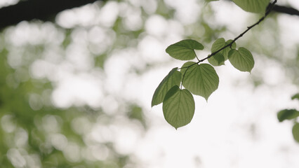 linden leaves on a branches closeup