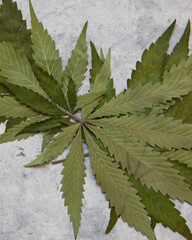 Fresh cannabis plant leaves from a marijuana plant