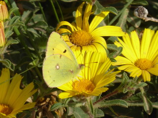 Clouded Yellow Butterfly