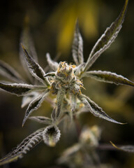 Fresh cannabis flowers and buds on marijuana plant