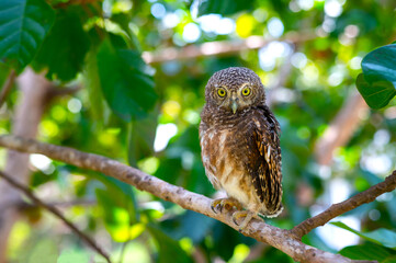 Eagle Owl/An eagle owl on Green blurred background.Great gray owl on a branch.
