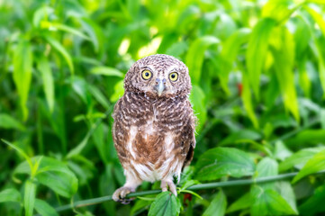 Eagle Owl/An eagle owl on Green blurred background.Great gray owl on a branch.
