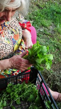 lady picking leafy greens from garden in the farm