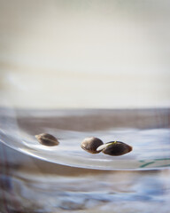 Cannabis seeds and seedlings for planting.