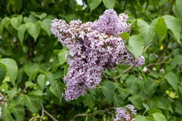 Obraz premium Blooming lilac in the park of Moscow. Lilac Garden Shchelkovskoe highway 2022