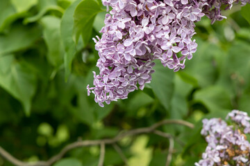 Obraz premium Blooming lilac in the park of Moscow. Lilac Garden Shchelkovskoe highway 2022