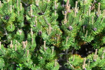 close up of pine needles