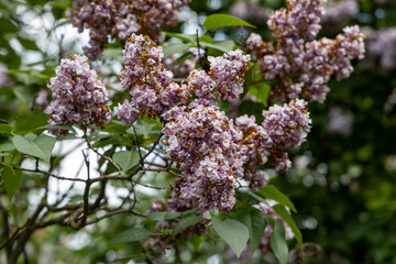 Blooming lilac in the park of Moscow. Lilac Garden Shchelkovskoe highway 2022