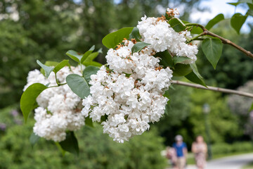 Blooming lilac in the park of Moscow. Lilac Garden Shchelkovskoe highway 2022